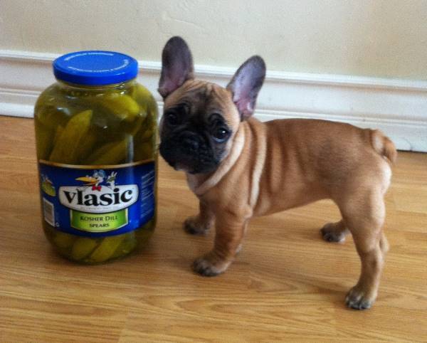 Mini French Bulldog