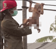 Monkey