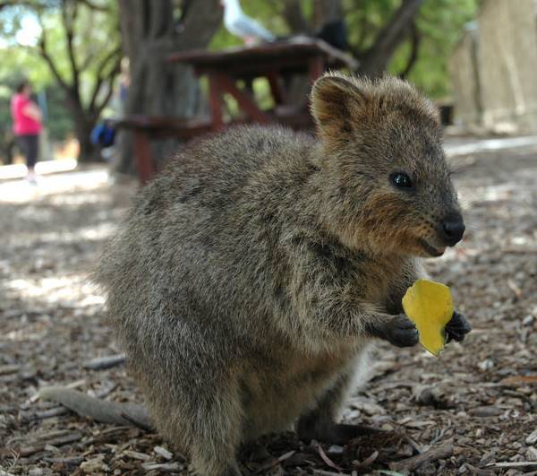 Quokka Eating A Leaf