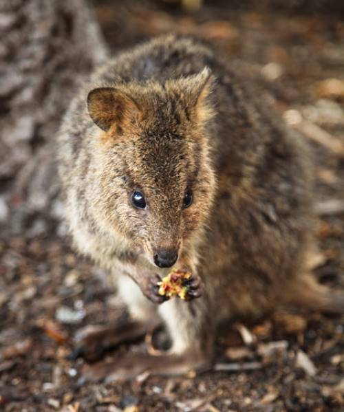 Quokka Eating Food