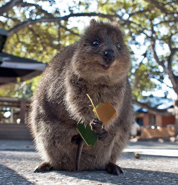 Quokka Eating