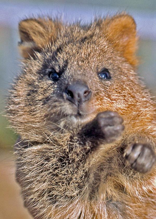 Quokka Face