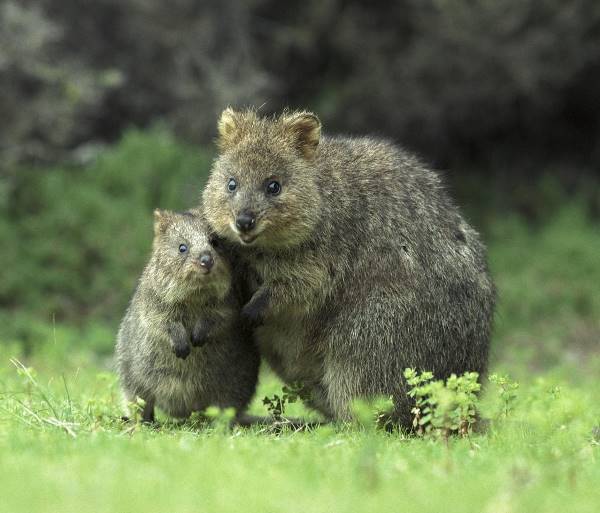 Quokka Family Picture