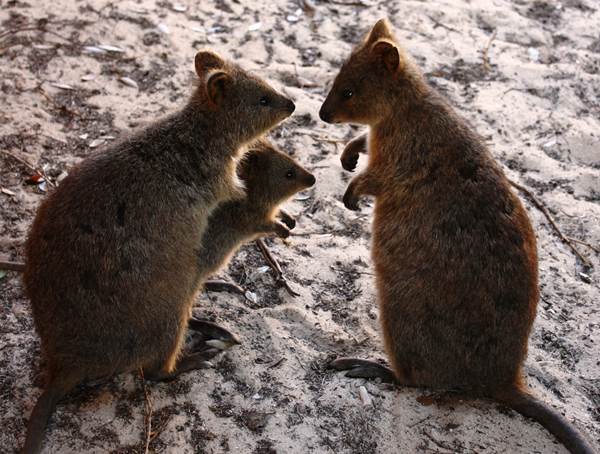 Quokka Family