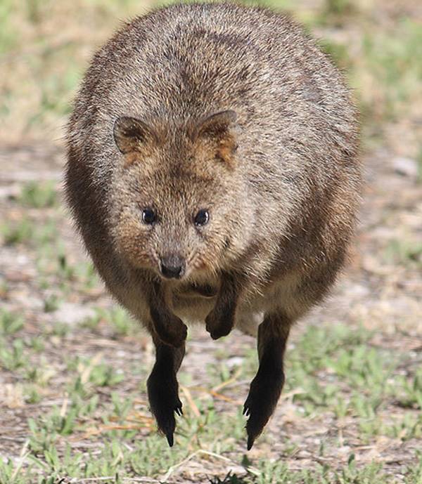 Quokka Hopping