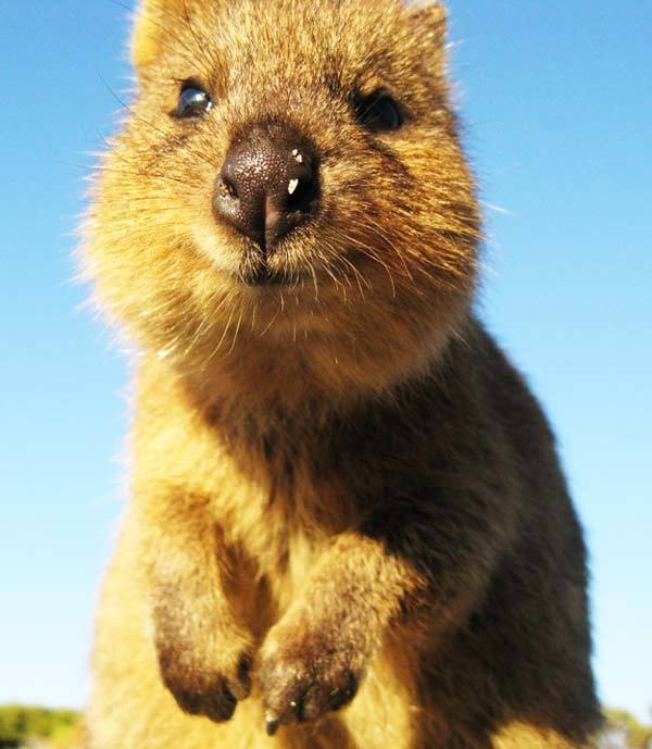 Quokka Photo