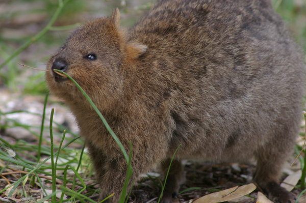 Quokka Photos