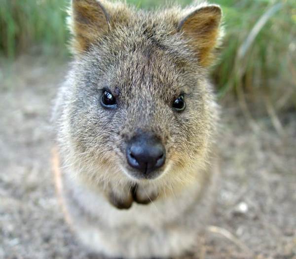 Quokka Picture
