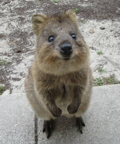 Quokka Standing Up
