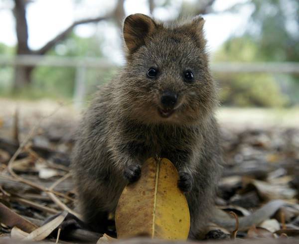 Quokka With A Leaf