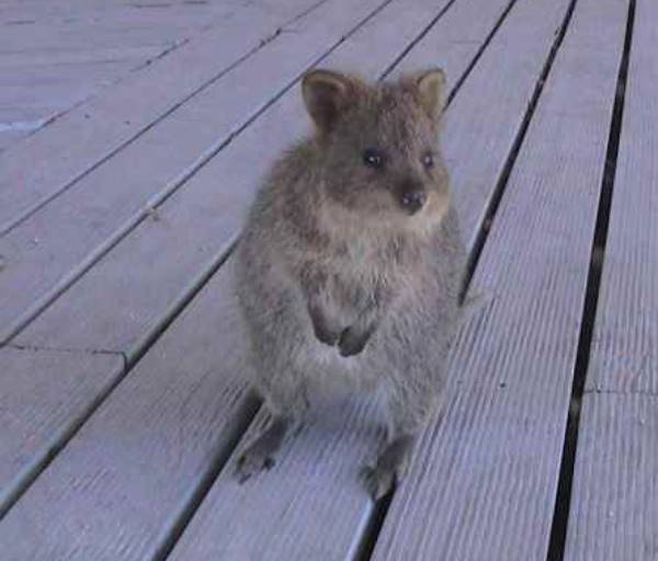 Quokka