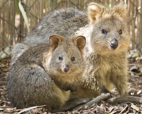 Quokkas
