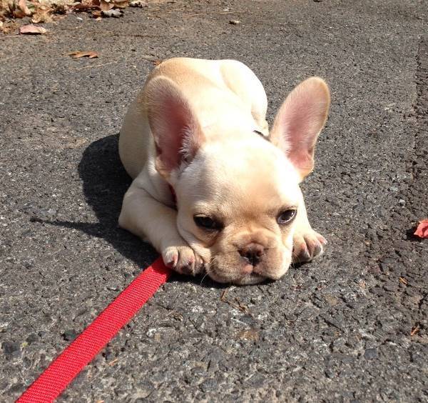 Tired French Bulldog Puppy