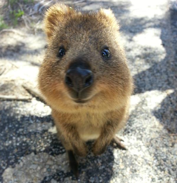 Upclose Photo Of A Quokka