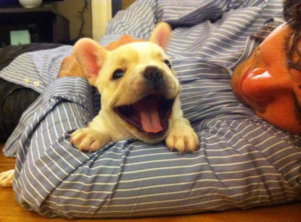 Yawning French Bulldog Puppy