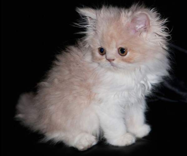 Adorable Kitten Pictures