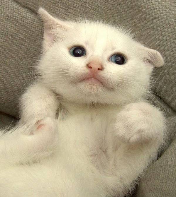 Adorable Kitten