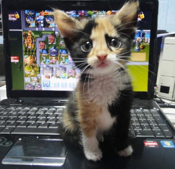 Baby Cat On Keyboard