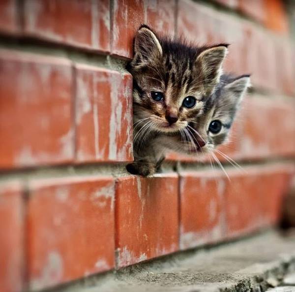 Baby Cats
