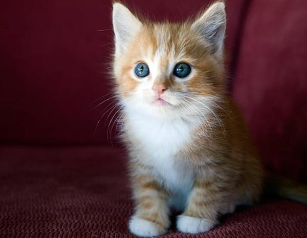 Blue Eyed Kitten