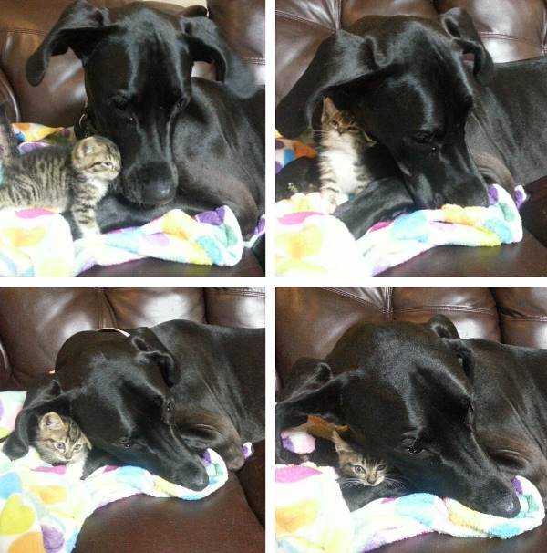 Cat And Dog Friends