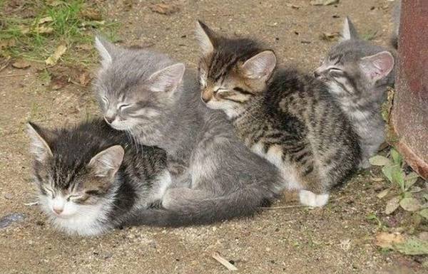 Cat Family Snuggling