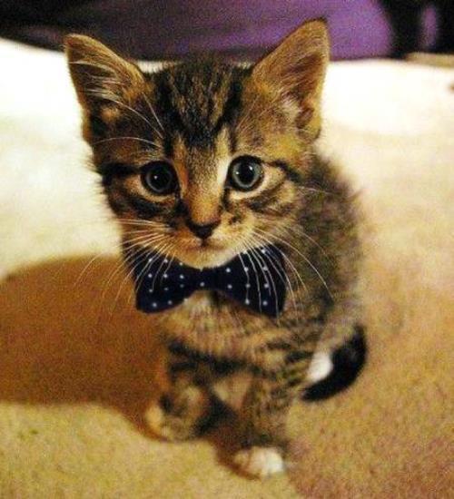 Cat In A Bow Tie