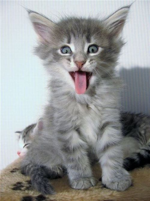 Cat Saying Hello