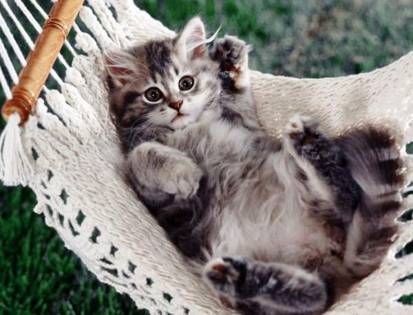 Cute Kitten