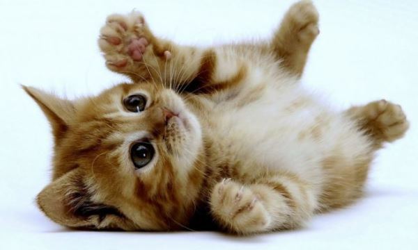 Cute Kittens On Its Back