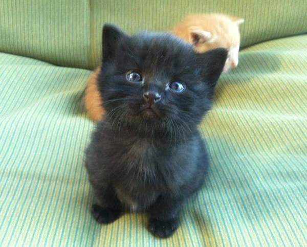 Cute Kittens