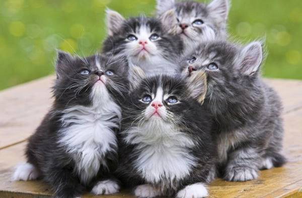 Cute Litter Of Kittens