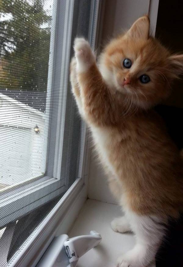 Cutest Kitten Pictures Reaching For Blinds