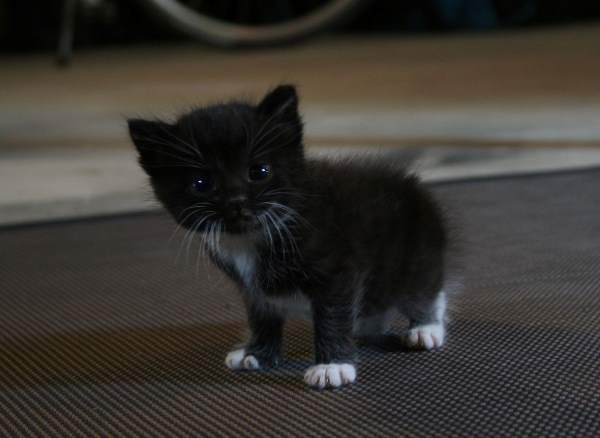 Cutest Kitten Pictures Small Black Cat