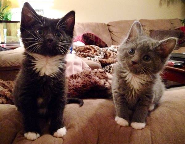 Cutest Kittens