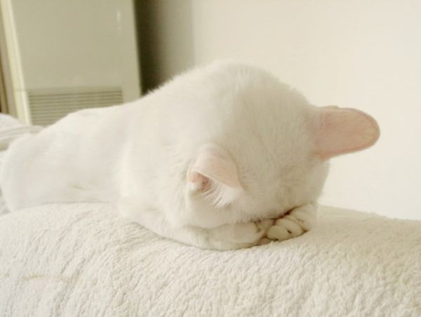 Flat Faced Kitten