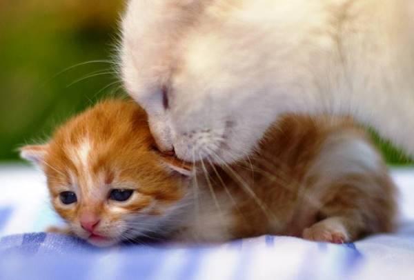 Kitten Being Snuggled
