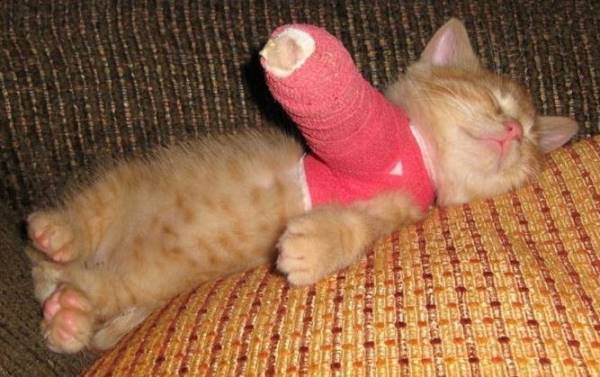 Kitten Cast