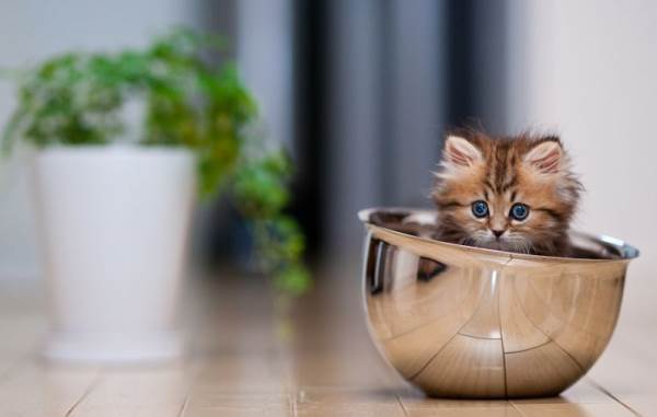 Kitten In A Bowl