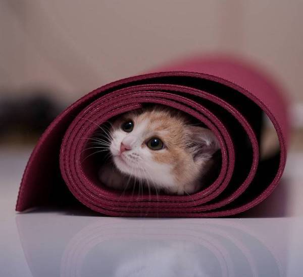 Kitten In Yoga Mat