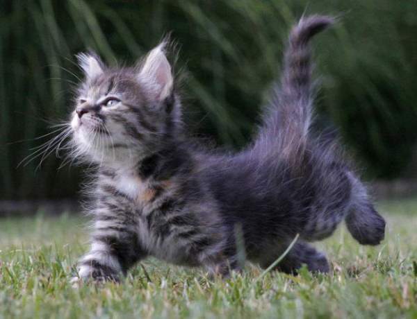 Kitten Pictures Haters Gonna Hate