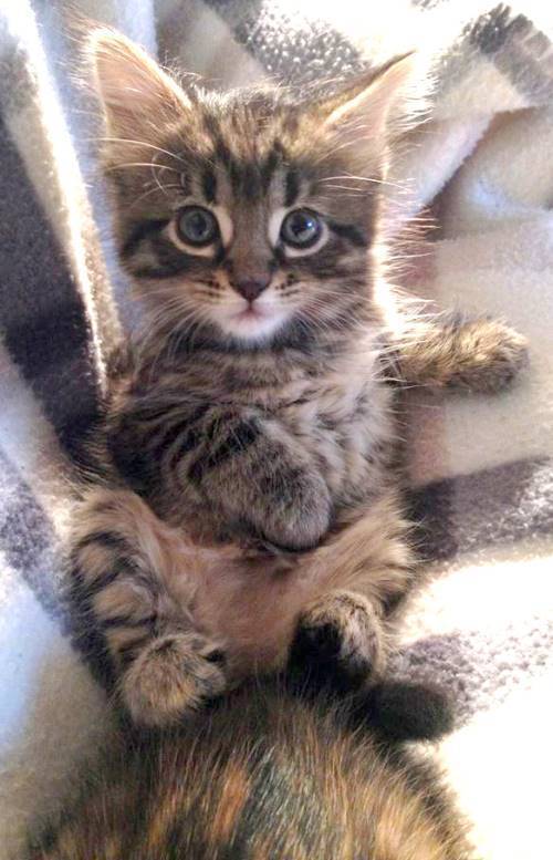 Kitten Pictures Laying Down