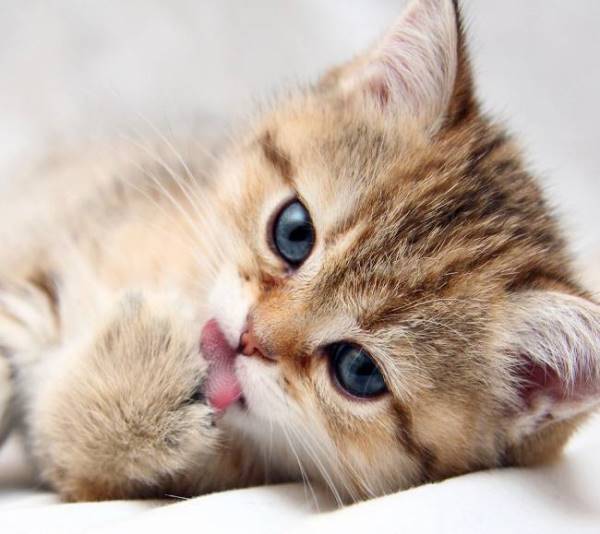 Kitten Pictures Licking
