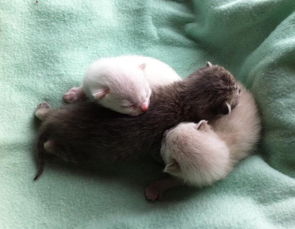 Kitten Pictures Snuggling