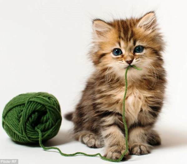 Kitten Pictures