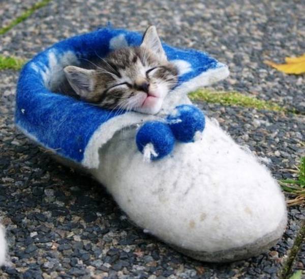 Kitten Sleeping In A Shoe