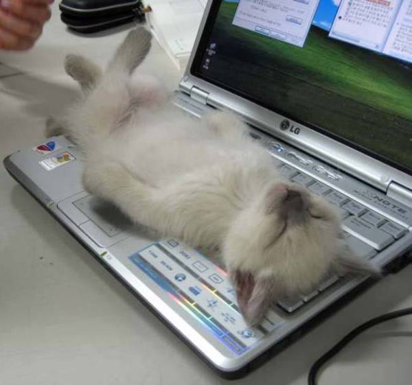 Kitten Sleeping On Keyboard