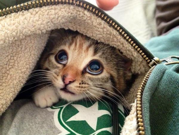 Kitten Under A Blanket