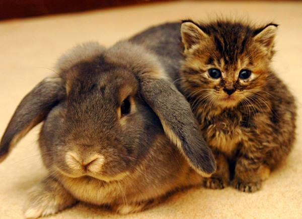 Kitten With Rabbit