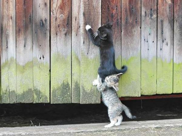 Kittens Helping Each Other
